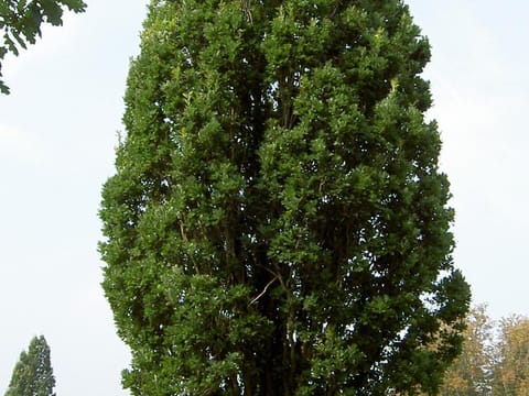 Quercus robur 'Fastigiata'