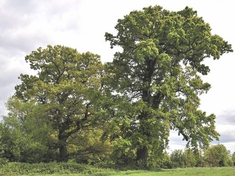Quercus robur