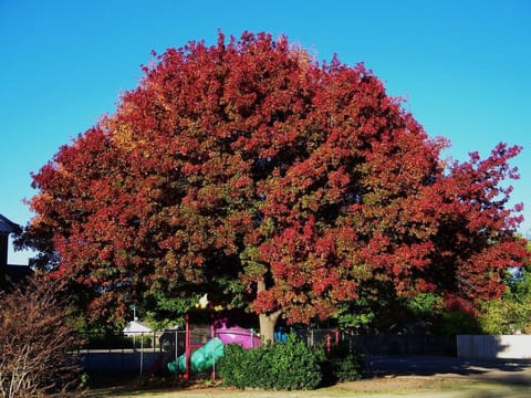 Quercus rubra
