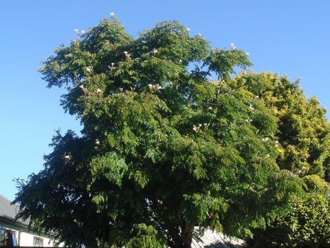 Radermachera sinica