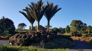 Three Rhopalostylis sapida (nīkau) palms with smooth pale trunks and arching fronds rise from a sculpted clipped hedge mound in a garden.