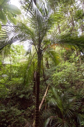 Rhopalostylis sapida (Nīkau) palm growing in native bush, with a slender ringed trunk and arching green pinnate fronds above dense understorey.