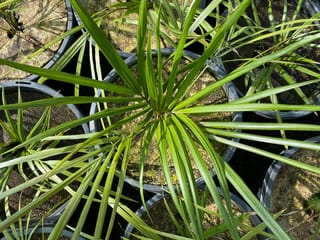 Rhopalostylis sapida (Nīkau) seedlings in black nursery pots, seen from above, with narrow green fronds radiating from the centre over hessian-covered soil.