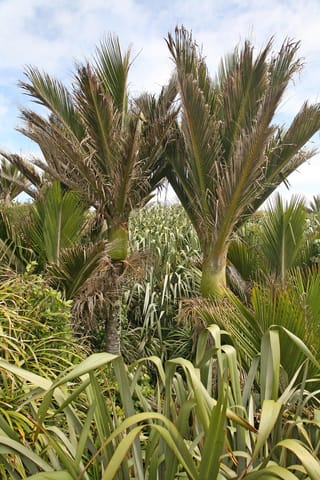 Rhopalostylis sapida (nīkau) palms with upright pinnate fronds and swollen green crownshafts, growing among flax and dense native bush under a blue sky.