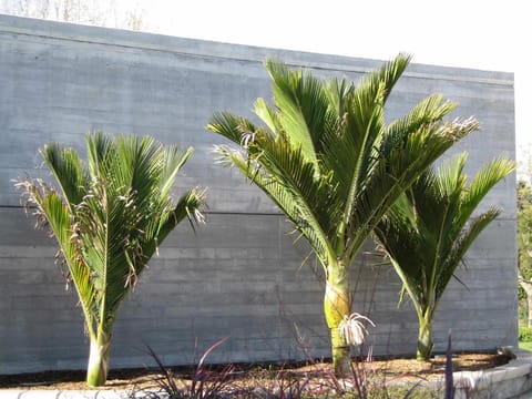 Rhopalostylis sapida var. chathamica