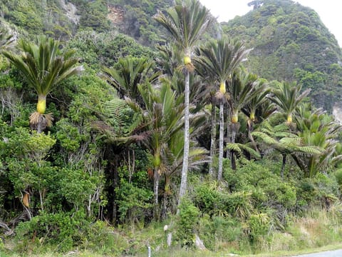 Rhopalostylis sapida