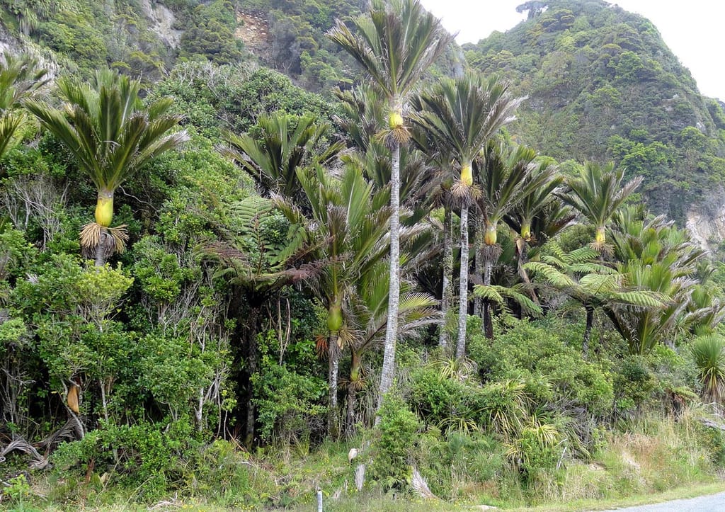 Rhopalostylis sapida (Nīkau) palms with slender grey trunks, green crownshafts and arching fronds growing among native bush and tree ferns below a forested hillside.