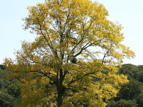 Robinia pseudoacacia 'Frisia'