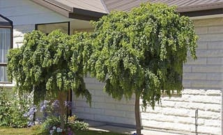Robinia pseudoacacia 'Lace Lady' (black locust), two small standard trees with dense, weeping green foliage, planted beside a brick house with purple flowers below.