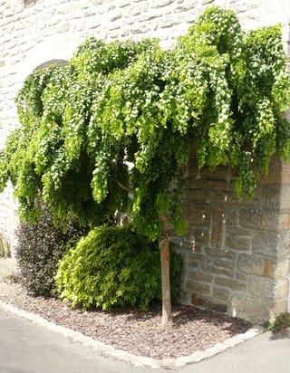 Robinia pseudoacacia 'Lace Lady' (black locust), a small standard tree with a dense weeping canopy of green foliage, planted against a stone wall with bark mulch.