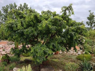 Robinia pseudoacacia 'Lace Lady' (Black Locust), a small spreading tree with twisted branches and dense, drooping green foliage in a rocky garden bed.