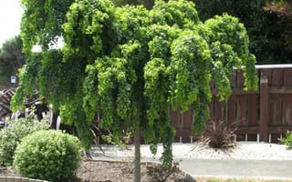 Robinia pseudoacacia 'Lace Lady' (Black Locust) as a small standard tree with a single trunk and dense, weeping green foliage, beside a timber fence and white gravel.