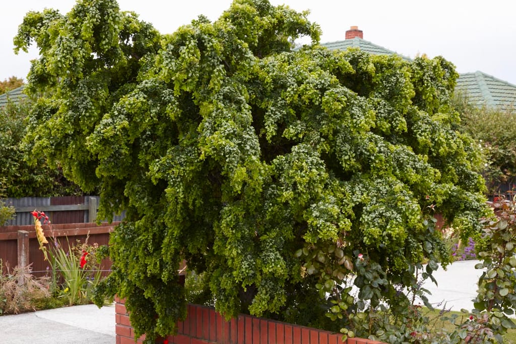 Robinia pseudoacacia 'Lace Lady' (Black Locust) with a dense, weeping canopy of green foliage, growing behind a brick wall in a suburban garden.