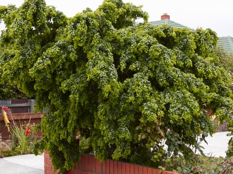 Robinia pseudoacacia 'Lace Lady'