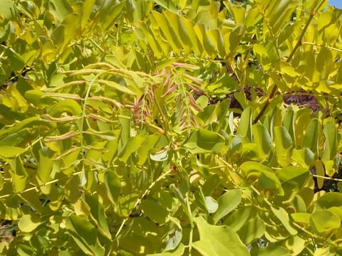 Robinia pseudoacacia 'Tropical Splash'