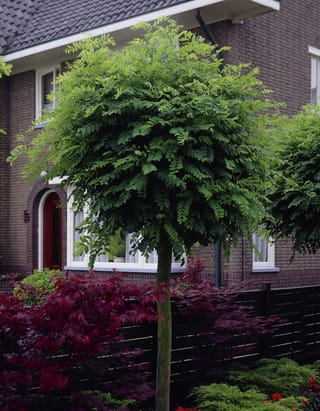 Robinia pseudoacacia 'Umbraculifera' (Black Locust), a standard tree with a dense rounded crown of green leaflets, planted in front of a brick house with red-leaved maples.