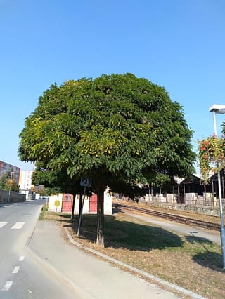 Robinia pseudoacacia 'Umbraculifera' (Black Locust), a mature tree with a dense, rounded green crown on a single trunk beside a paved footpath.