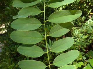 Robinia pseudoacacia 'Umbraculifera' (Black Locust) leaf, showing smooth oval green leaflets paired along a slender central stem against blurred shrubby foliage.