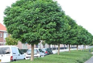 Row of Robinia pseudoacacia 'Umbraculifera' (Black Locust) street trees with dense, rounded green crowns on straight trunks, beside parked cars and brick houses.