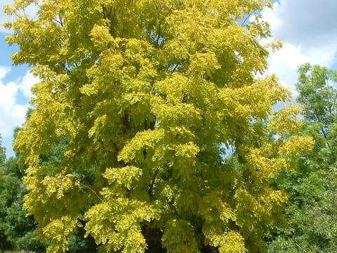 Robinia x ambigua 'Bella's Gold'