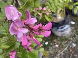 Close-up of pink pea-like flowers with reddish-brown calyces on Robinia x margaretiae 'Casque Rouge' (Black Locust), with green leaflets and a potted plant behind.