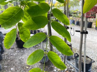 Robinia x margaretiae 'Casque Rouge' (Black Locust) pinnate leaves with oval green leaflets on a slender stem, with staked nursery trees in pots behind.