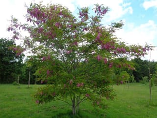 Robinia x margaretiae 'Casque Rouge' (Black Locust), a young multi-stemmed tree in full leaf with pink-purple flower clusters, standing on open grass.