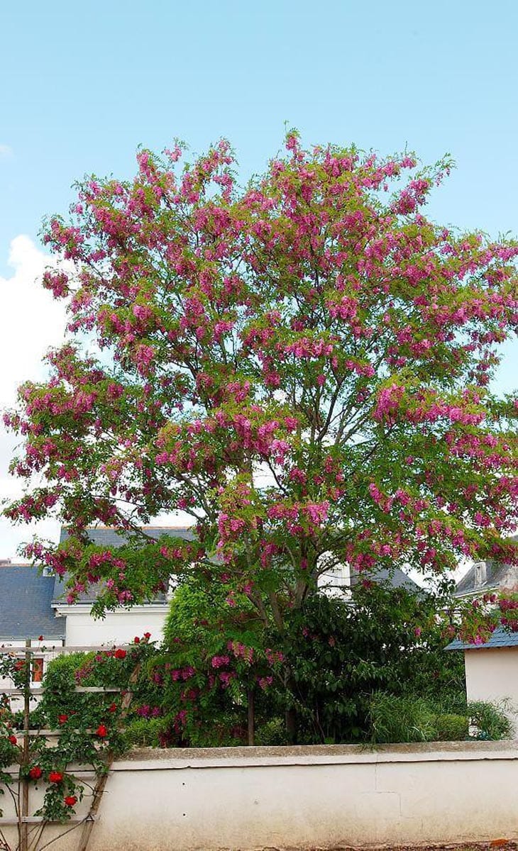 Robinia x margaretiae 'Casque Rouge' (Black Locust), a tree in full bloom with pink flower clusters among fresh green leaves, growing behind a white wall near houses.