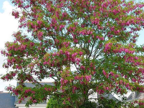 Robinia x margaretiae 'Casque Rouge'