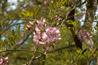 Robinia x margaretiae 'Hillieri' (Black Locust) with a hanging cluster of pink pea-like flowers among fresh green leaflets on dark branches.
