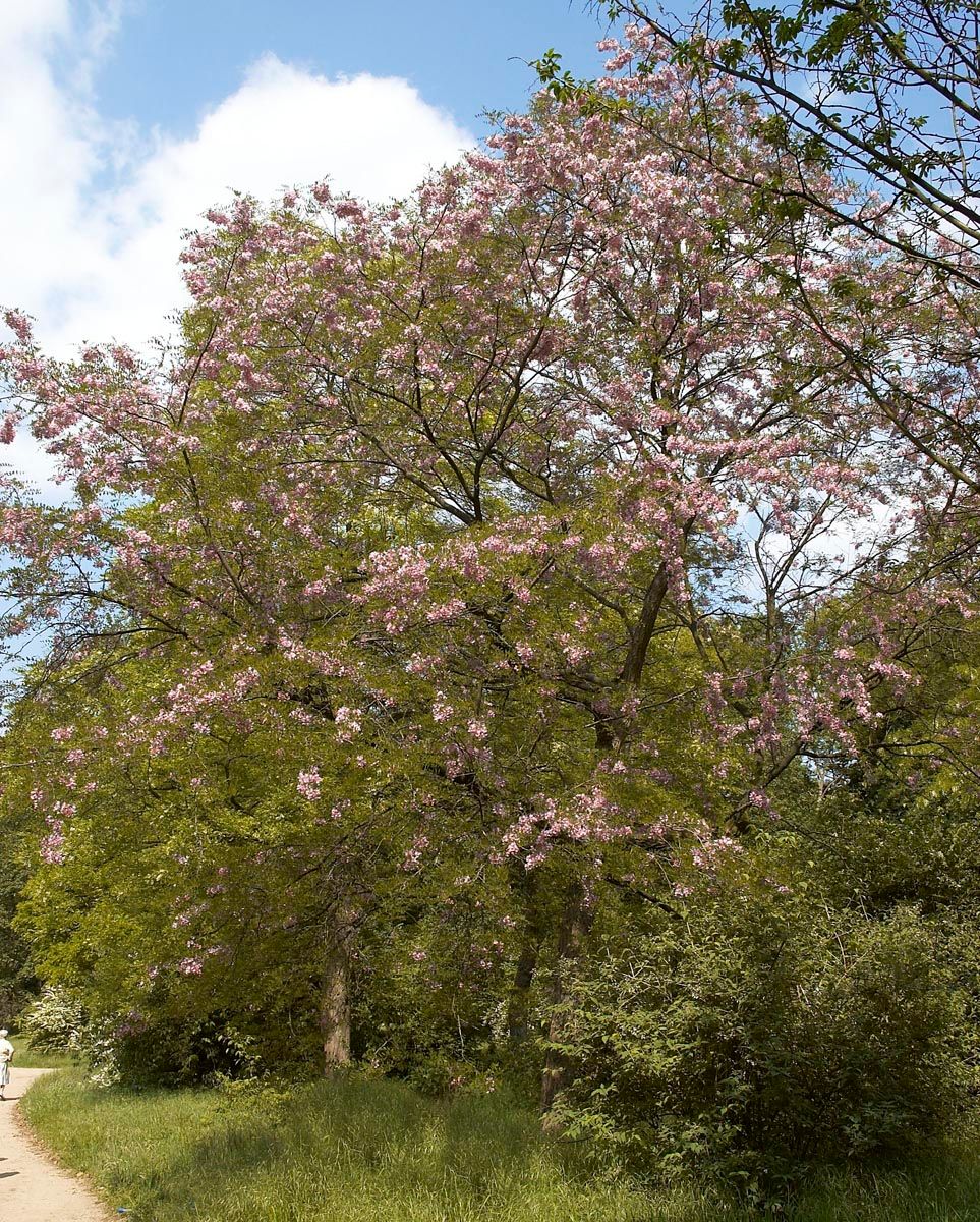 Robinia x margaretiae 'Hillieri' (Black Locust), a mature tree in spring covered in pink flower clusters, growing beside a grassy path under blue sky.