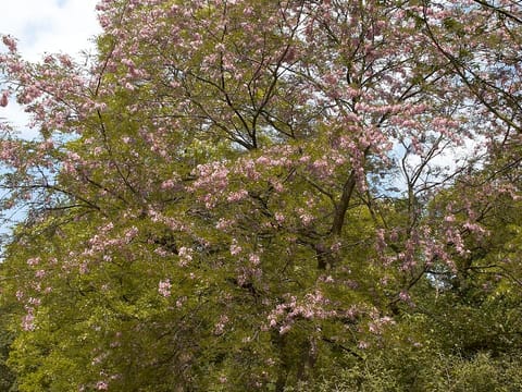 Robinia x margaretiae 'Hillieri'