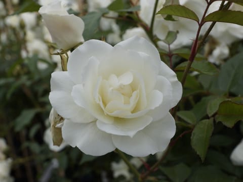 Rosa 'Iceberg'