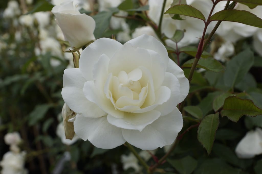 Rosa 'Iceberg' (Iceberg Rose) with a fully open white bloom with creamy centre, surrounded by green leaves, reddish stems and more white buds.