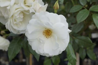 Rosa 'Iceberg' (Iceberg Rose) with an open white bloom showing golden stamens, surrounded by more white flowers, a bud and green leaves.