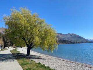 Salix babylonica (Weeping Willow) with fresh yellow-green drooping foliage on a lake shore, beside a pebble beach, path and distant mountains.