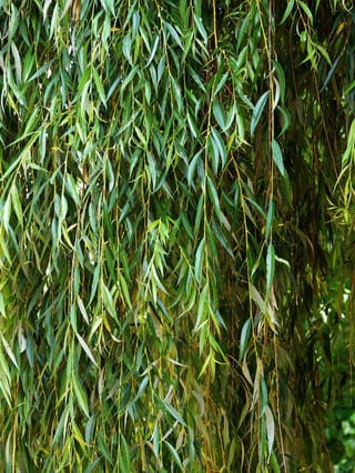 Salix babylonica (Weeping Willow) with long, slender pendulous branches hung with narrow green leaves, some yellowing, against a leafy background.