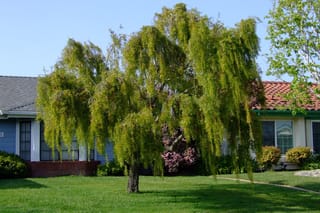 Salix babylonica (Weeping Willow) with long, pendulous green branches drooping over a lawn in front of a suburban house.