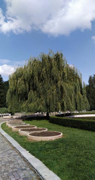 Salix babylonica (Weeping Willow) with long, pendulous green branches draping to the ground, growing on a lawn beside a paved path and round garden beds.