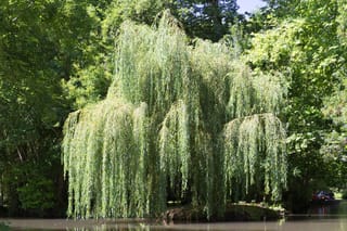 Salix babylonica (Weeping Willow) with long pendulous green branches sweeping toward the water's edge, set against darker leafy trees beside a calm pond.
