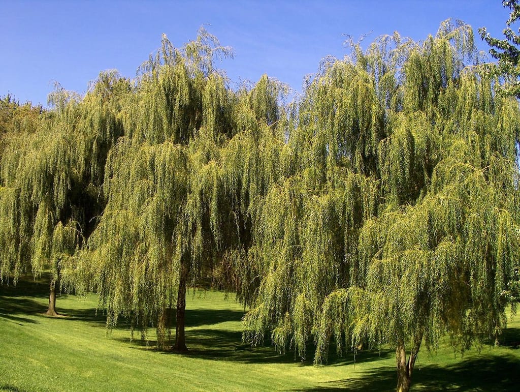 Salix babylonica (Weeping Willow) trees with long, pendulous green-yellow branches sweeping toward a sunlit lawn under a clear blue sky.