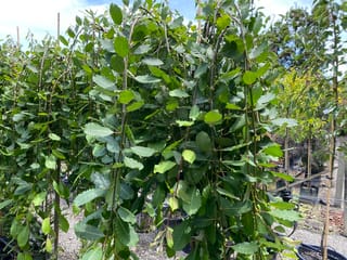Salix caprea 'Pendula' (Kilmarnock Willow) with long weeping stems hanging down, covered in green oval leaves, growing in pots at a nursery.