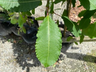 Close-up of a Salix caprea 'Pendula' (Kilmarnock Willow) leaf, oval and green with a pale midrib and finely toothed edge, hanging above potted plants.
