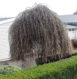 Salix caprea 'Pendula' (Kilmarnock Willow), a bare weeping tree with cascading stems covered in silver catkins, beside a clipped hedge and white weatherboard buildings.
