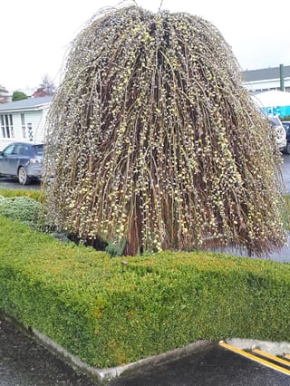 Salix caprea 'Pendula' (Kilmarnock Willow) with long bare weeping stems covered in silvery catkins and yellow buds, growing behind a clipped green hedge beside a car park.