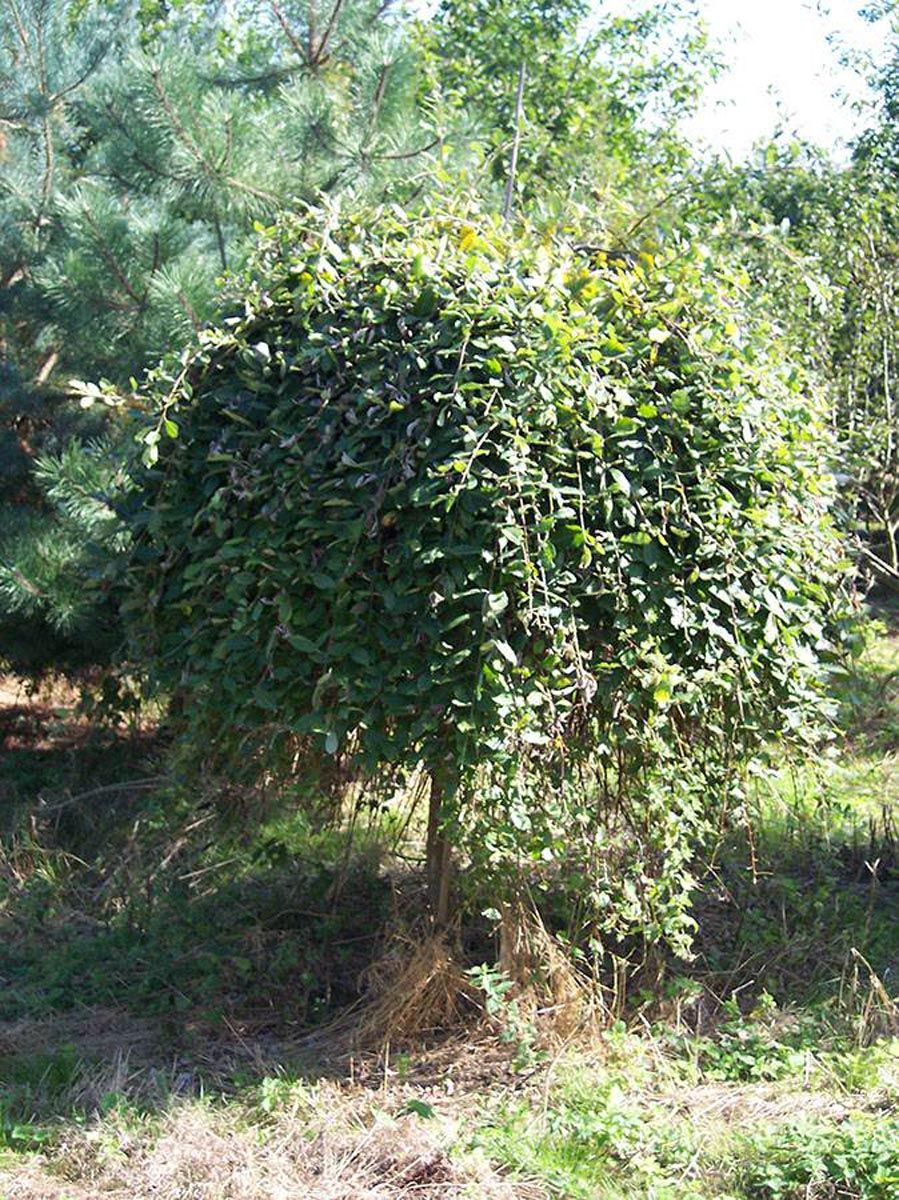 Salix caprea 'Pendula' (Kilmarnock Willow) grafted on a short upright stem, with a dense, mounded crown of green leaves and cascading branches.