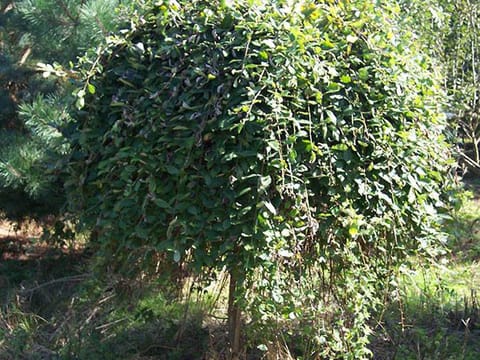 Salix caprea 'Pendula'