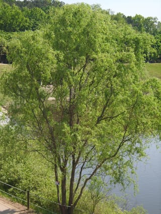 Salix matsudana 'Tortuosa' (Corkscrew Willow), a multi-stemmed tree in fresh spring leaf with slender branches, growing beside a lake and path.