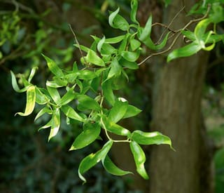 Salix matsudana 'Tortuosa' (Corkscrew Willow) branch with twisting stems and wavy, narrow green leaves against a blurred tree trunk.