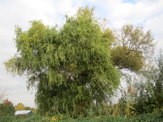 Mature Salix matsudana 'Tortuosa' (Corkscrew Willow) with a dense, rounded crown of drooping green foliage, standing against a cloudy sky beside reeds.